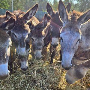 osiołki do adopcji (7)