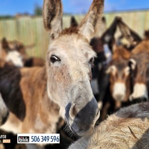 osiołki wirtualna 9-24 (1)