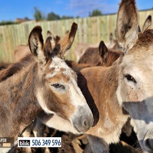 osiołki wirtualna 9-24 (2)