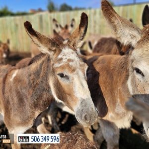 osiołki wirtualna 9-24 (4)