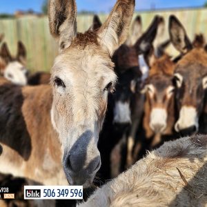 osiołki wirtualna 9-24 (5)