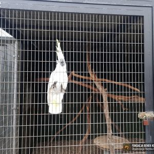 pomoc SP Kalisz Pom (23)