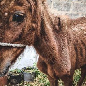 uratowane zwierzęta