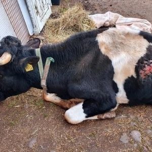 uratowane zwierzęta