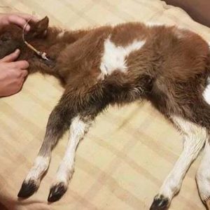 uratowane zwierzęta