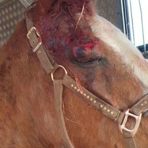 uratowane zwierzęta