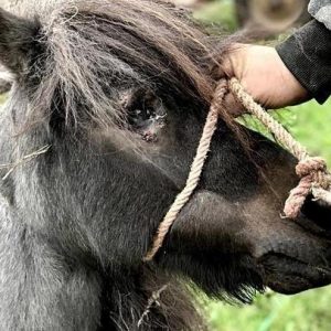 uratowane zwierzęta