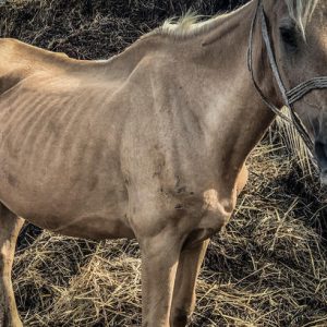 uratowane zwierzęta