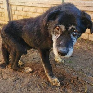 uratowane zwierzęta