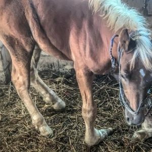 uratowane zwierzęta