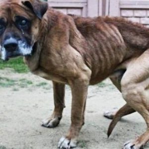 uratowane zwierzęta