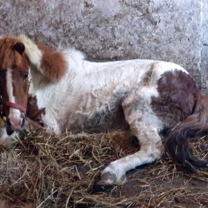 uratowane zwierzęta